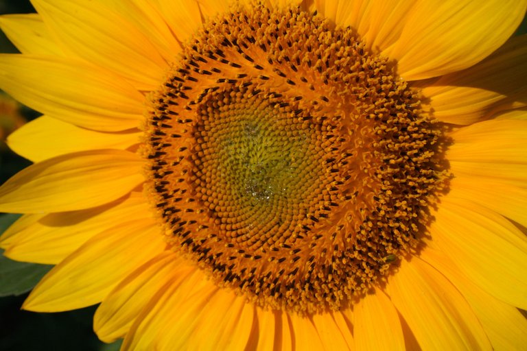 Sunflower.jpg