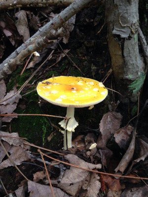 Small-Yellow Fungi.jpg