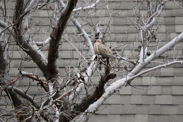 2E5A0960 Mourning Dove.jpg