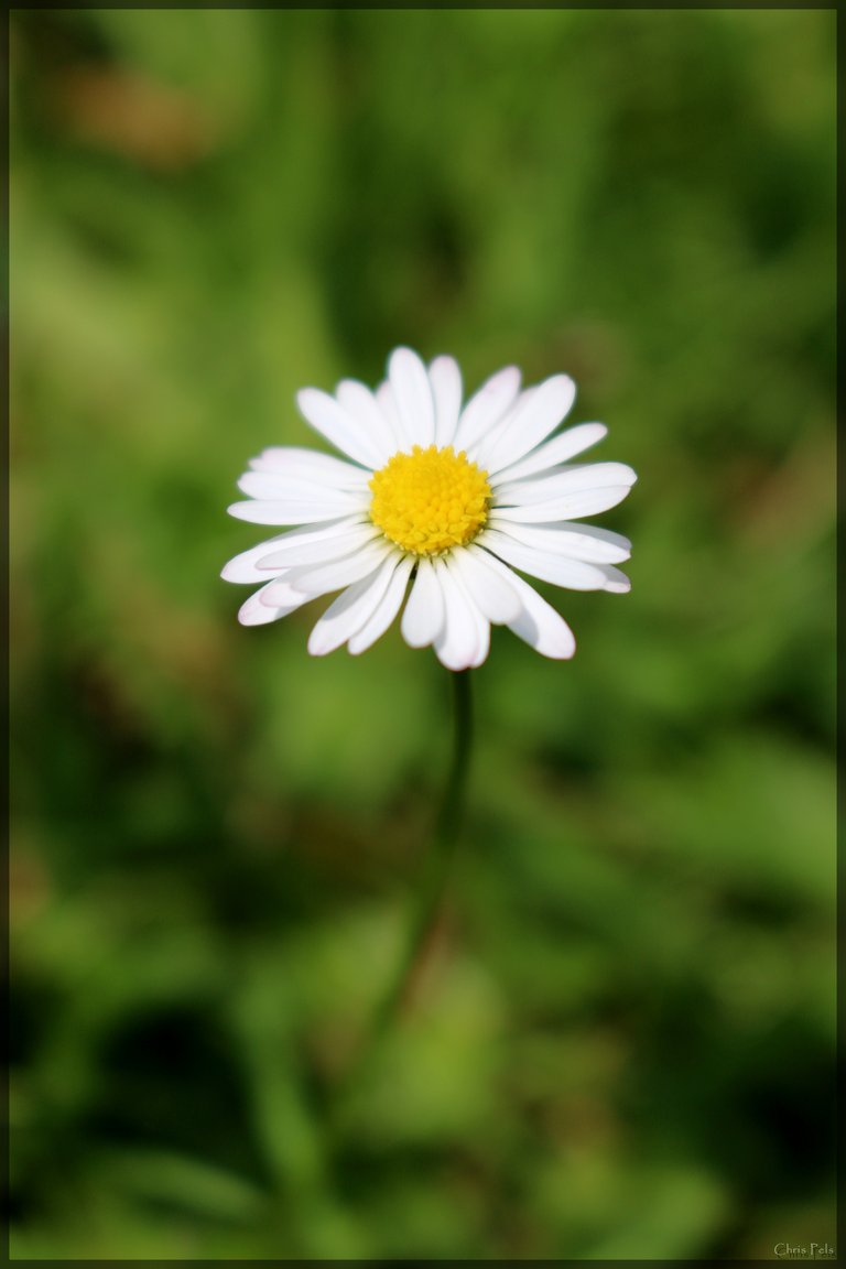 Common daisy.jpg