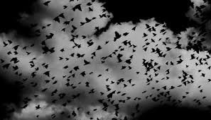 black birds.jpg