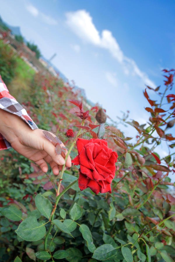 pick-red-rose-flower-woman-s-hand-garden-34575271.jpg