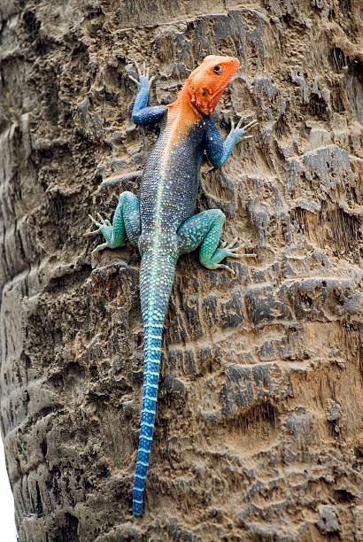 kenya-tsavo-national-park-agama-male-animal-closeup-picture-id102115242.jpg