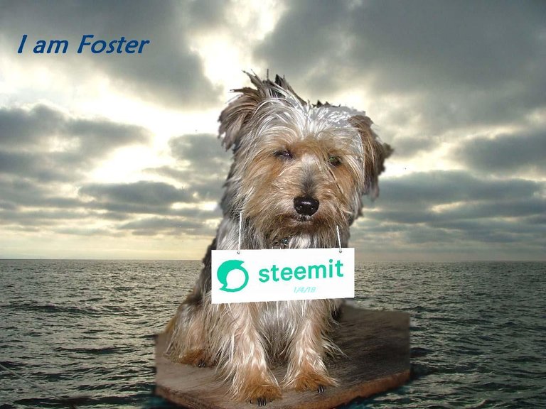 Foster steemit.JPG