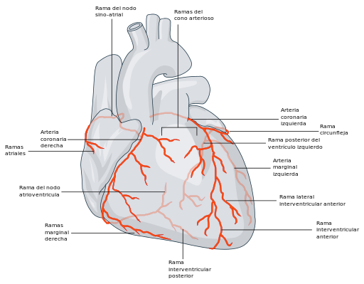 512px-Coronary_arterial_circulation_-_es.svg.png