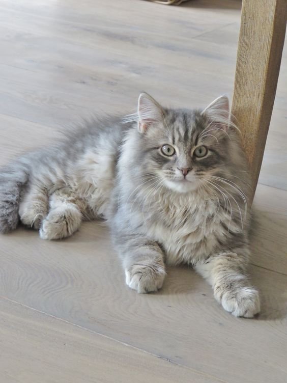 siberian cat.jpg