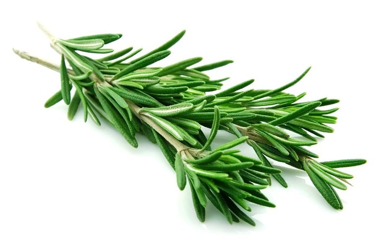 rosemary.jpg