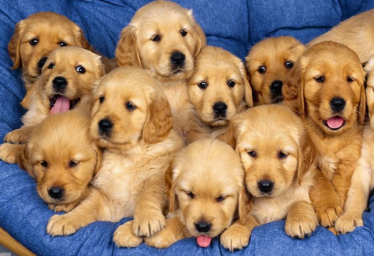 pile_of_puppies.jpg.imgo.jpg