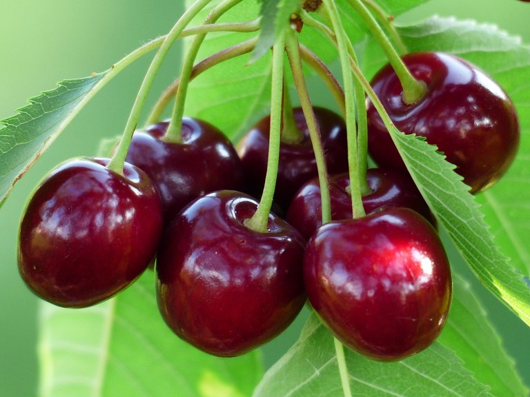 cherry-167341_1280.jpg