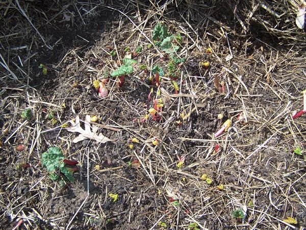 Big garden - rhubarb2 crop April 2018.jpg