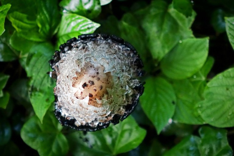 x shaggy mane DSC00636-1-1.jpg