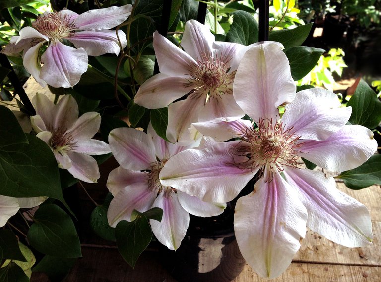 clematis.jpg