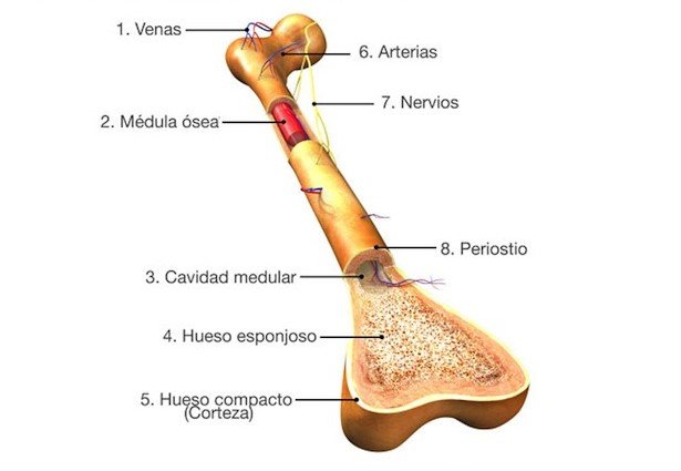 Estructura-del-hueso-humano.jpg