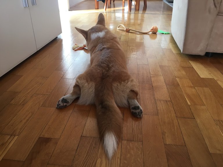 sploot1.JPG