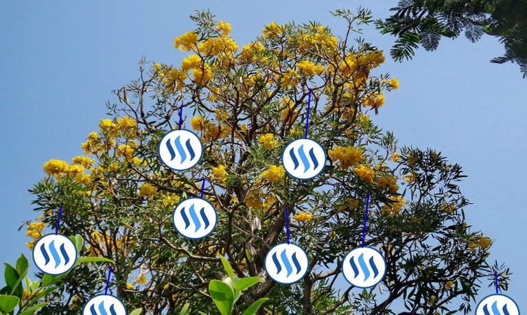 sbd tree.jpg