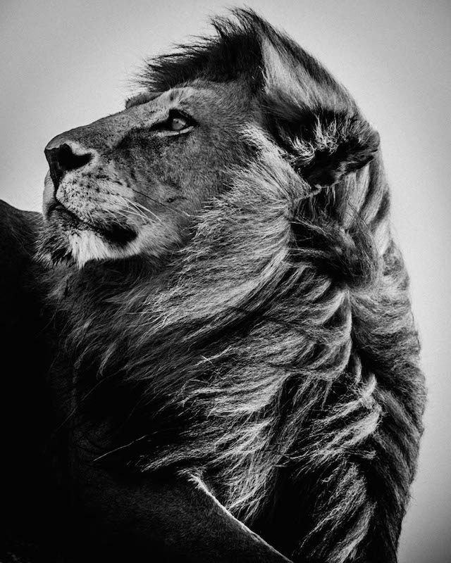 30a17ad3fa3f59b3867857a18913759f--scratchboard-lion-photography.jpg