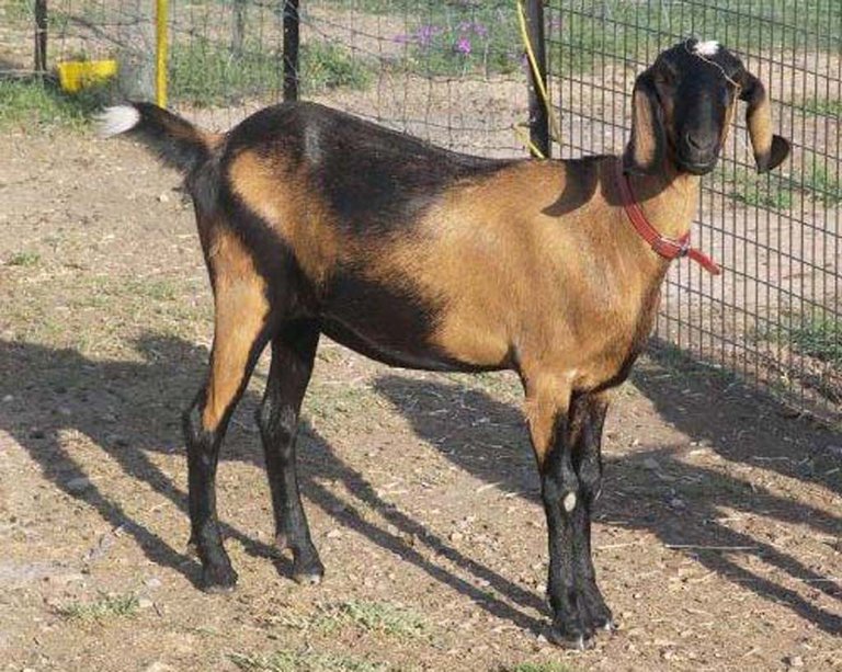 Nubian-breeds-of-goat.jpg