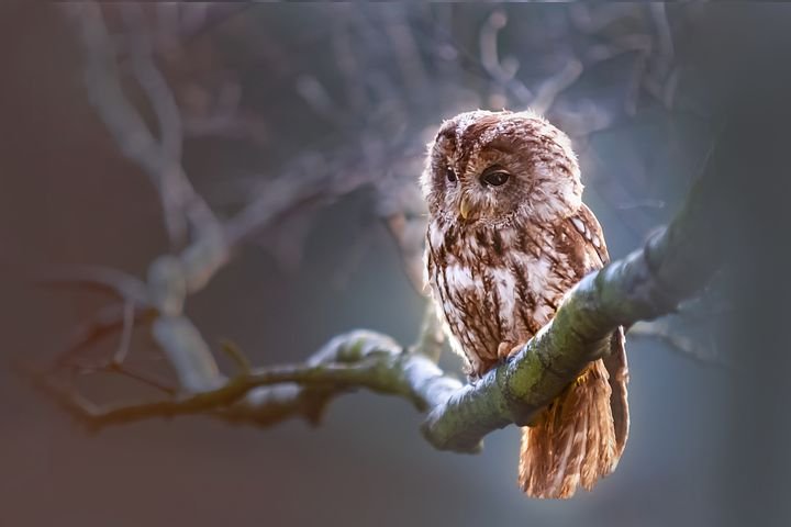 owl-1834152__480.jpg