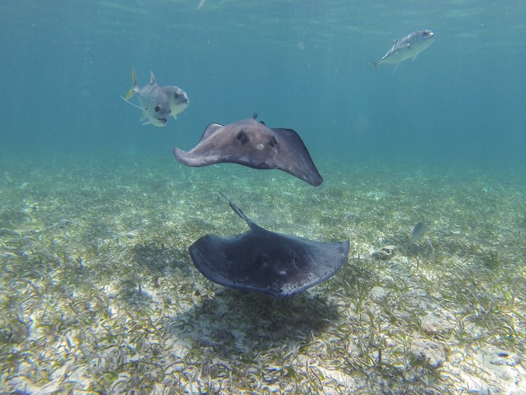 Stingrays