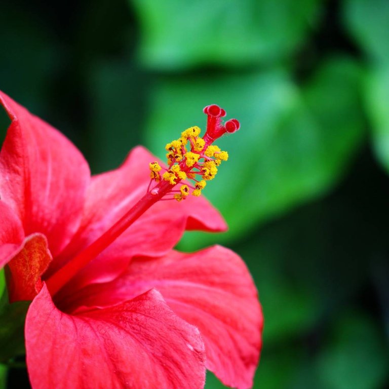 Flowers of israel - Hibiscus