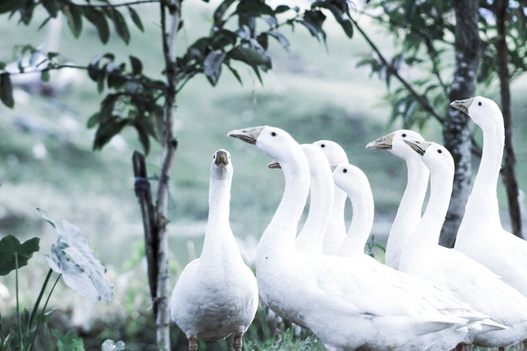 Swan balck and white.jpg