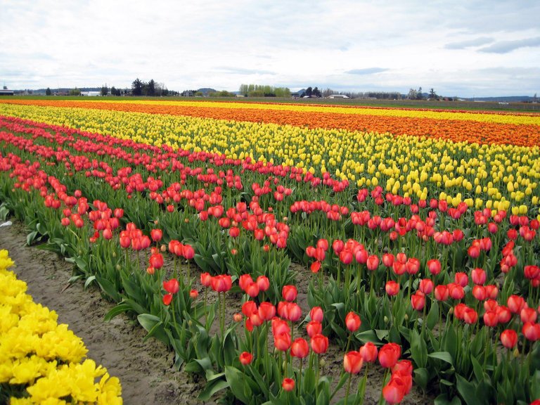 tulip-fields-31.jpg