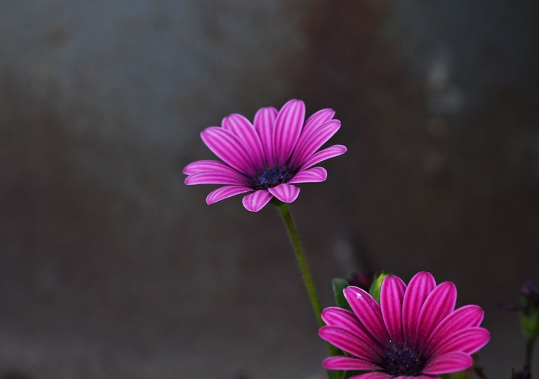 Cape daisy purple 2.jpg