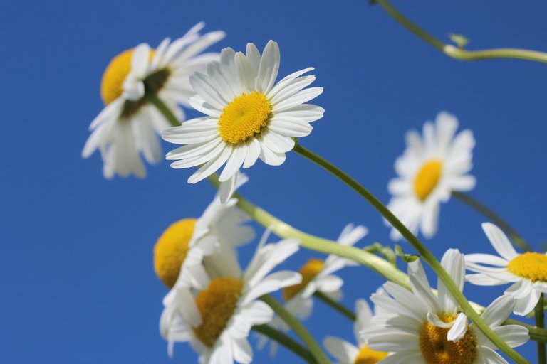 daisies-388946_1920.jpg