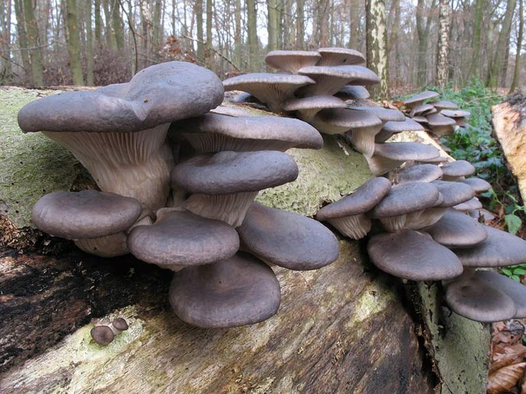 Pleurotus_ostreatus.jpg