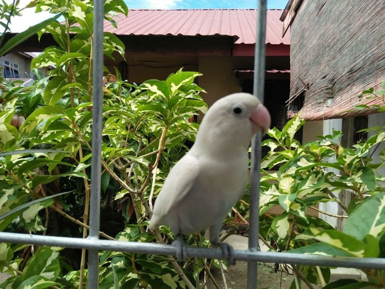 Wow.. Saya Kedatangan Love Bird Albino01.jpg