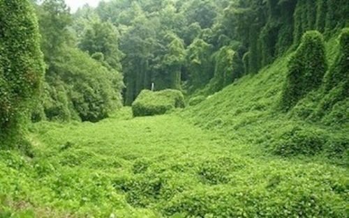 kudzu.jpg