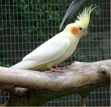 Lutino-Cockatiel-Images.jpg