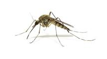 mosquito on white bg   Google Search.png