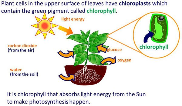 How+do+plants+grow+Plant+cells+in+the+upper+surface+of+leaves+have+chloroplasts+which+contain+the+green+pigment+called+chlorophyll..jpg