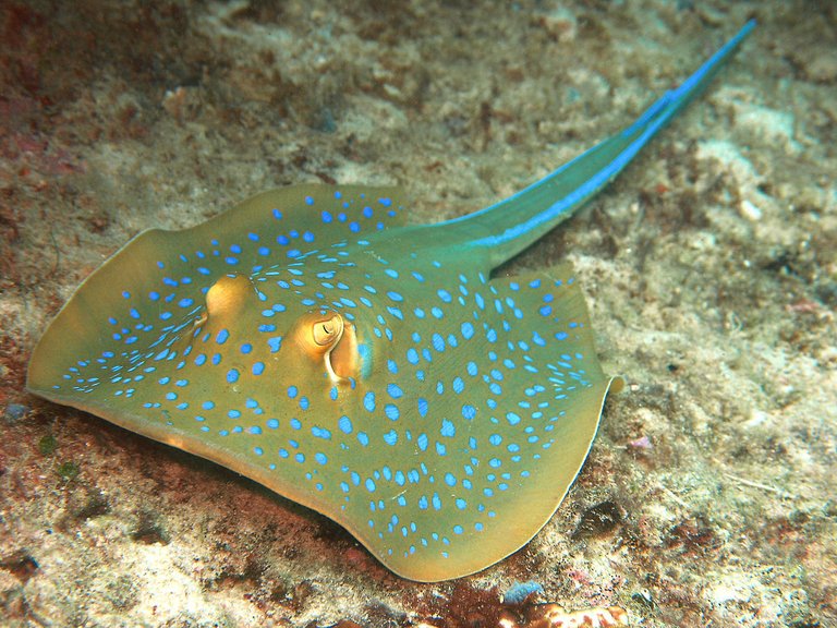 Taeniura meyeni (palm sized baby ray).jpg