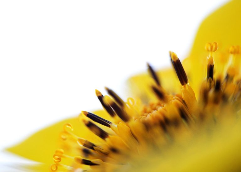 IMG_5482_yellow_Daisy_Arboretum_WEB.jpg