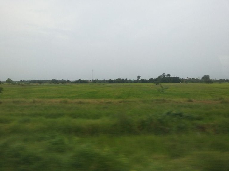 green rice field24.jpg