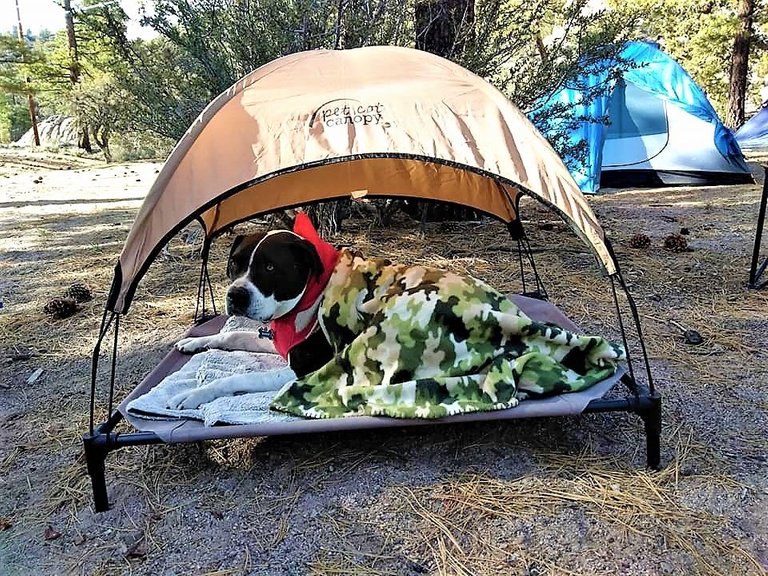 bud in his thrown (2).jpg