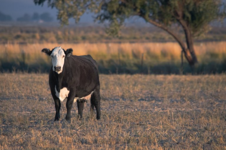 Bald Faced Cow in Pasture.jpg