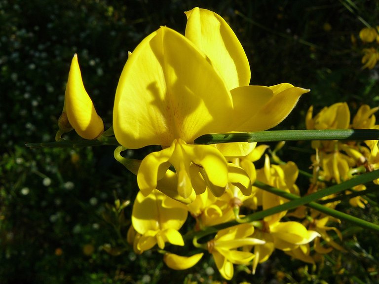 Spartium junceum, Spanish broom 3.jpg