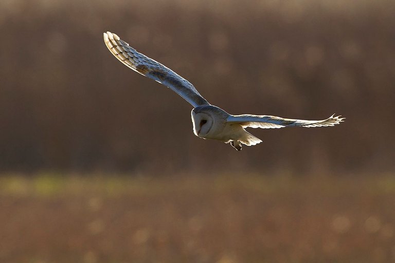 Barn Owl_9260.jpg