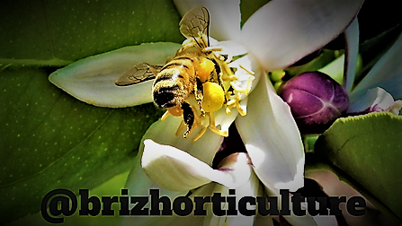 @brizhorticulture banner.png