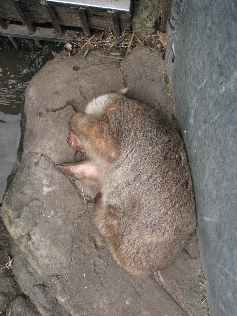 wombat1.JPG