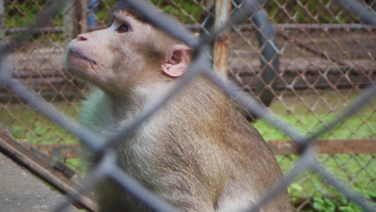 Rhesus_Monkey_At_Jijamata_Udyan.jpg