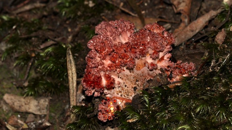 Ramaria sp 2018-04-26 B.jpg