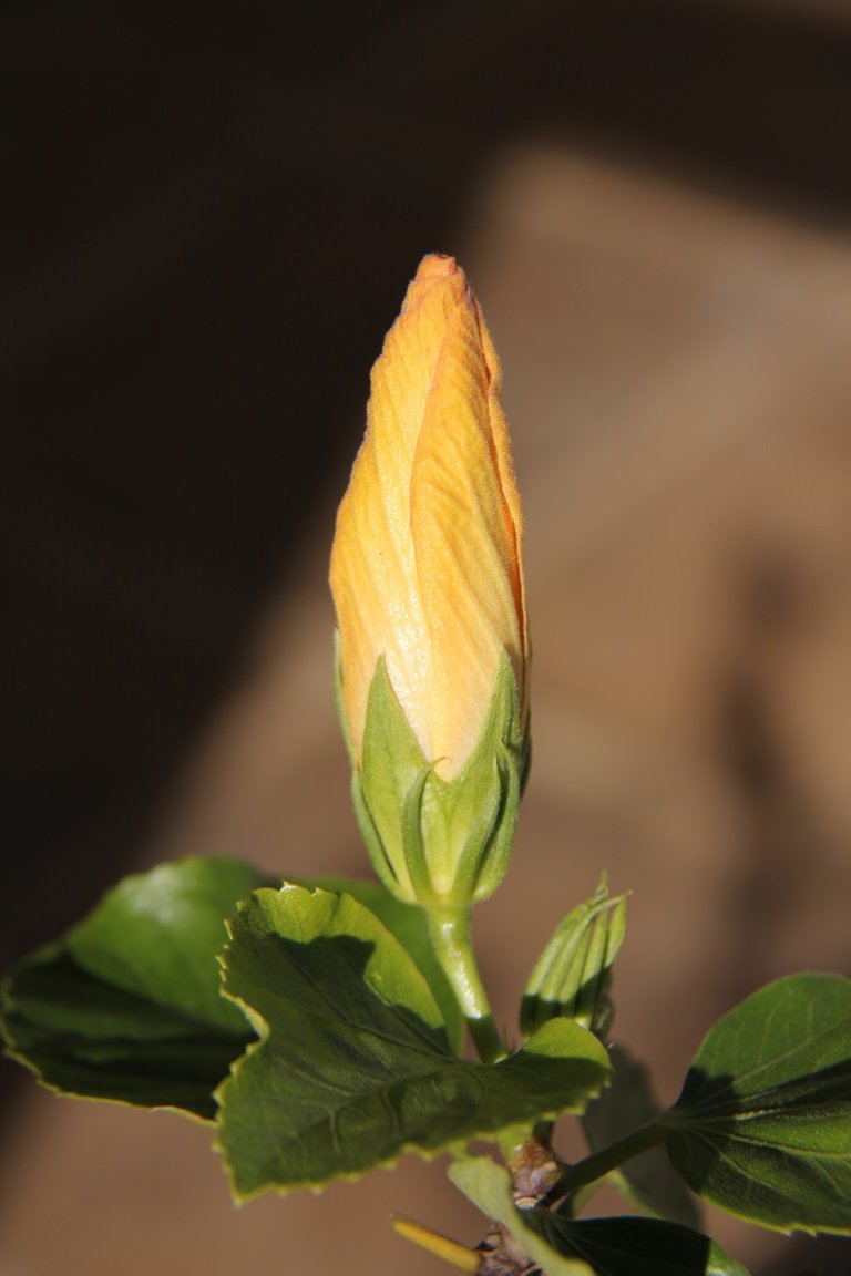 Hibiscus flower.jpg