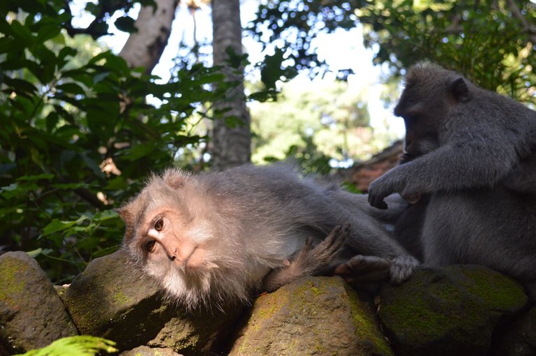 Monkeying Around in Ubud