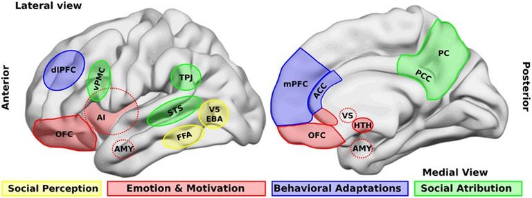 Brain_areas_that_participate_in_social_processing.jpg