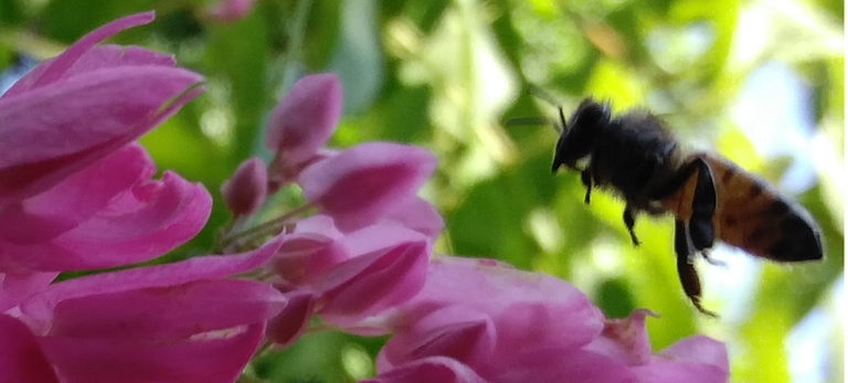 coral vine bee 6.png