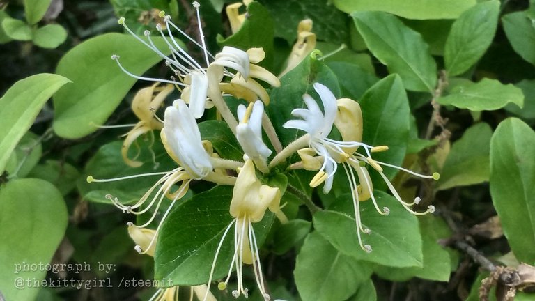 Honeysuckle-2.jpg